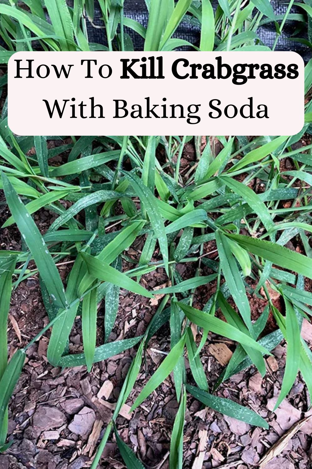How To Kill Crabgrass With Baking Soda