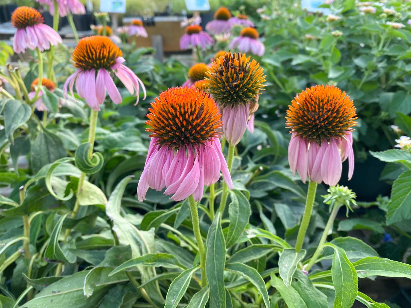 Plants That Attract Dragonflies