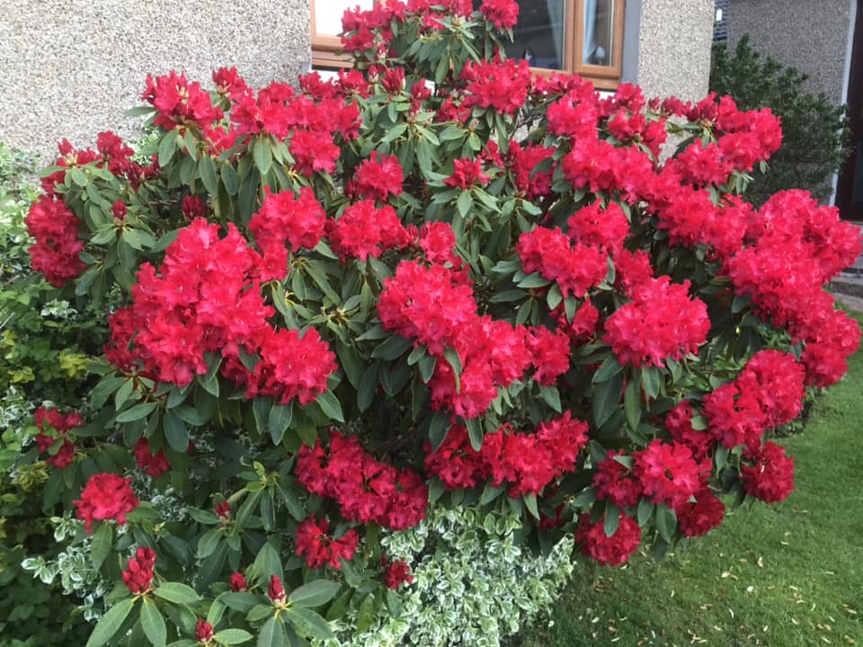Landscaping plants for front of house