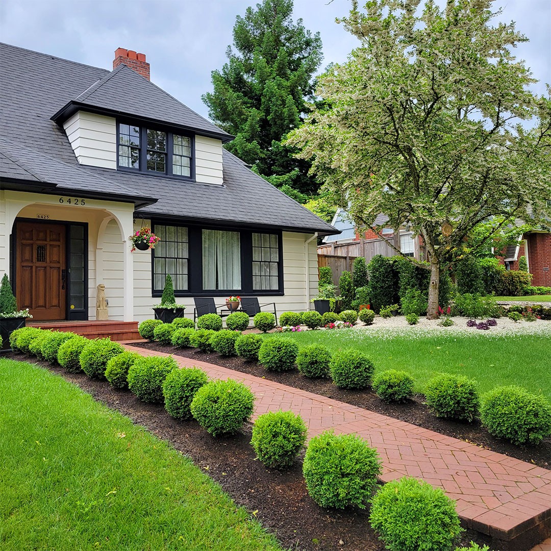 boxwood front of house