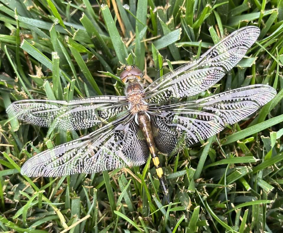 How To Attract Dragonflies To Your Yard For Mosquito Control