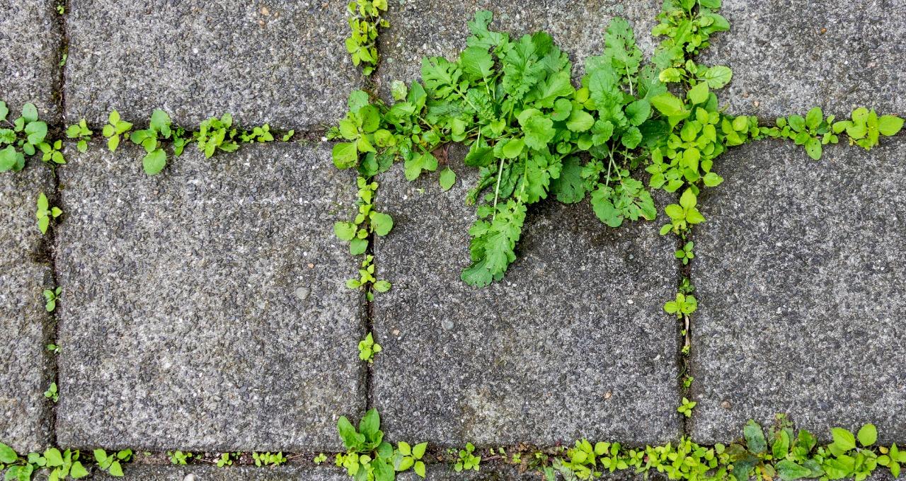 How To Kill Weeds Growing In Driveways, Sidewalks, And Patios