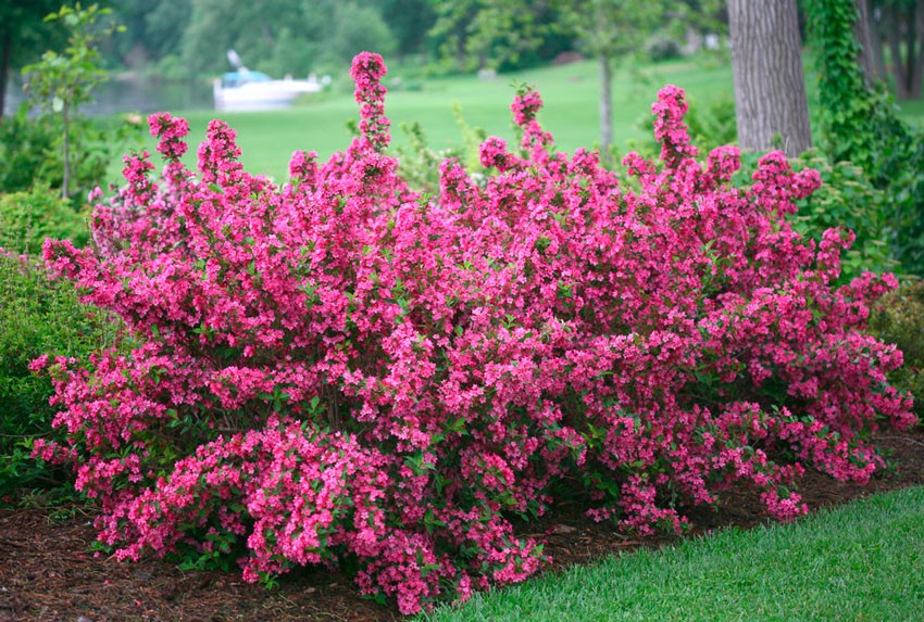bushes for front of house