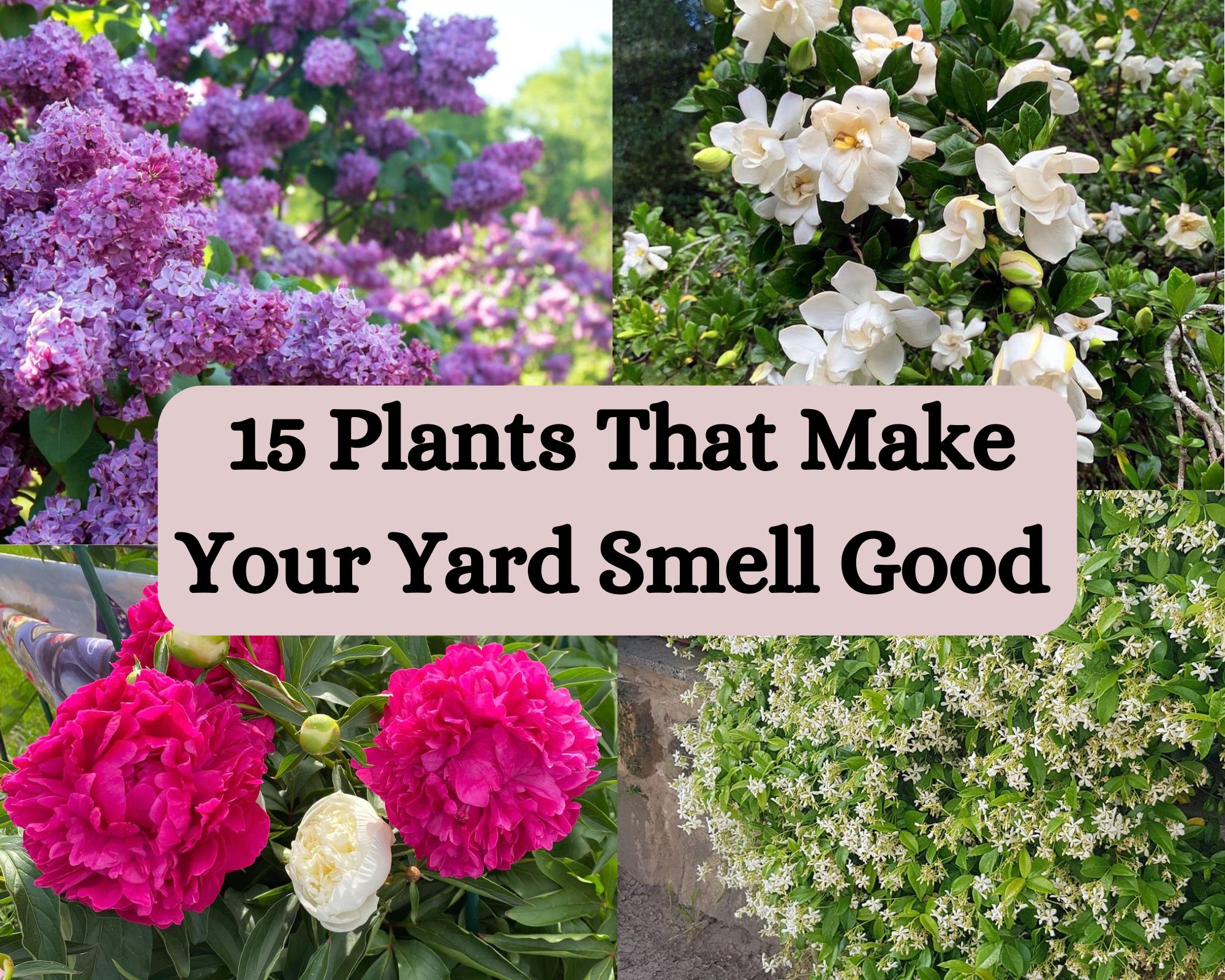 15 Plants That Make Your Yard Smell Good