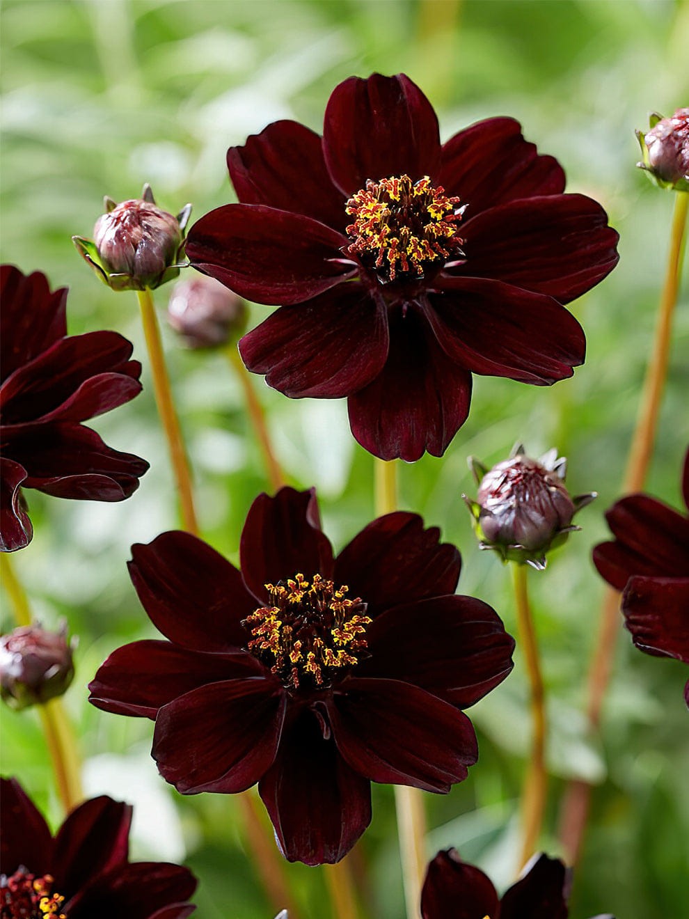 plants that make your yard smell good