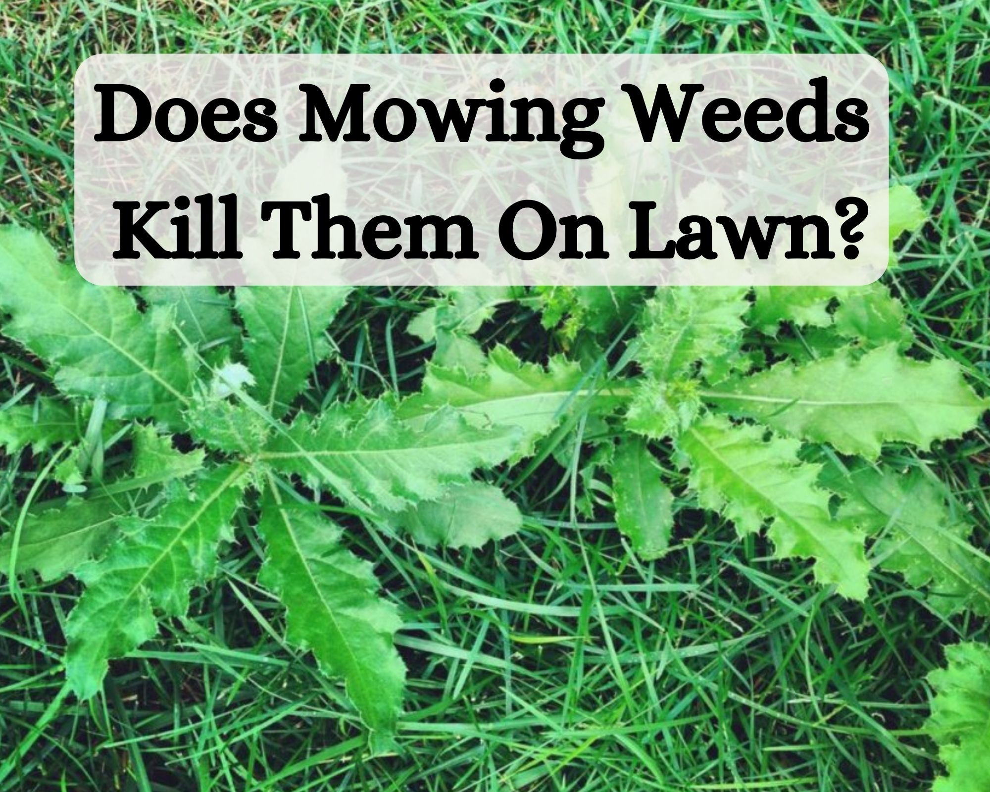 Does Mowing Weeds Kill Them On Lawn