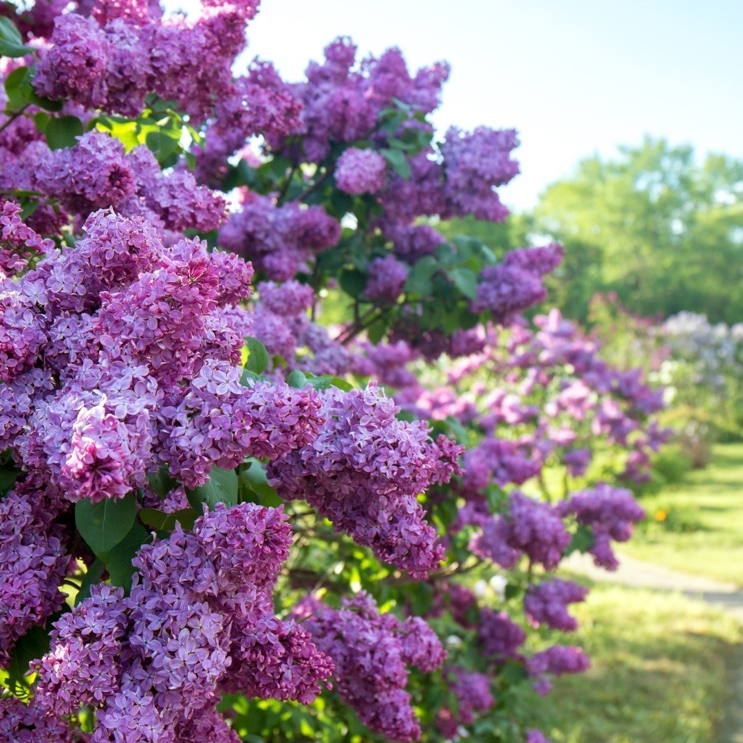 plants that make your yard smell good