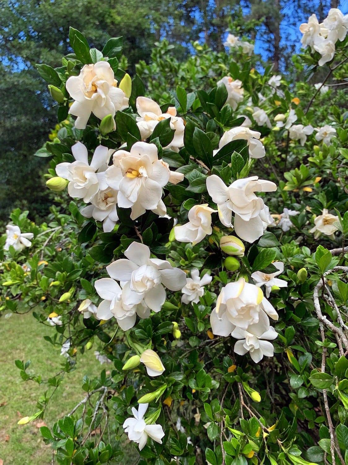 fragrant plants list