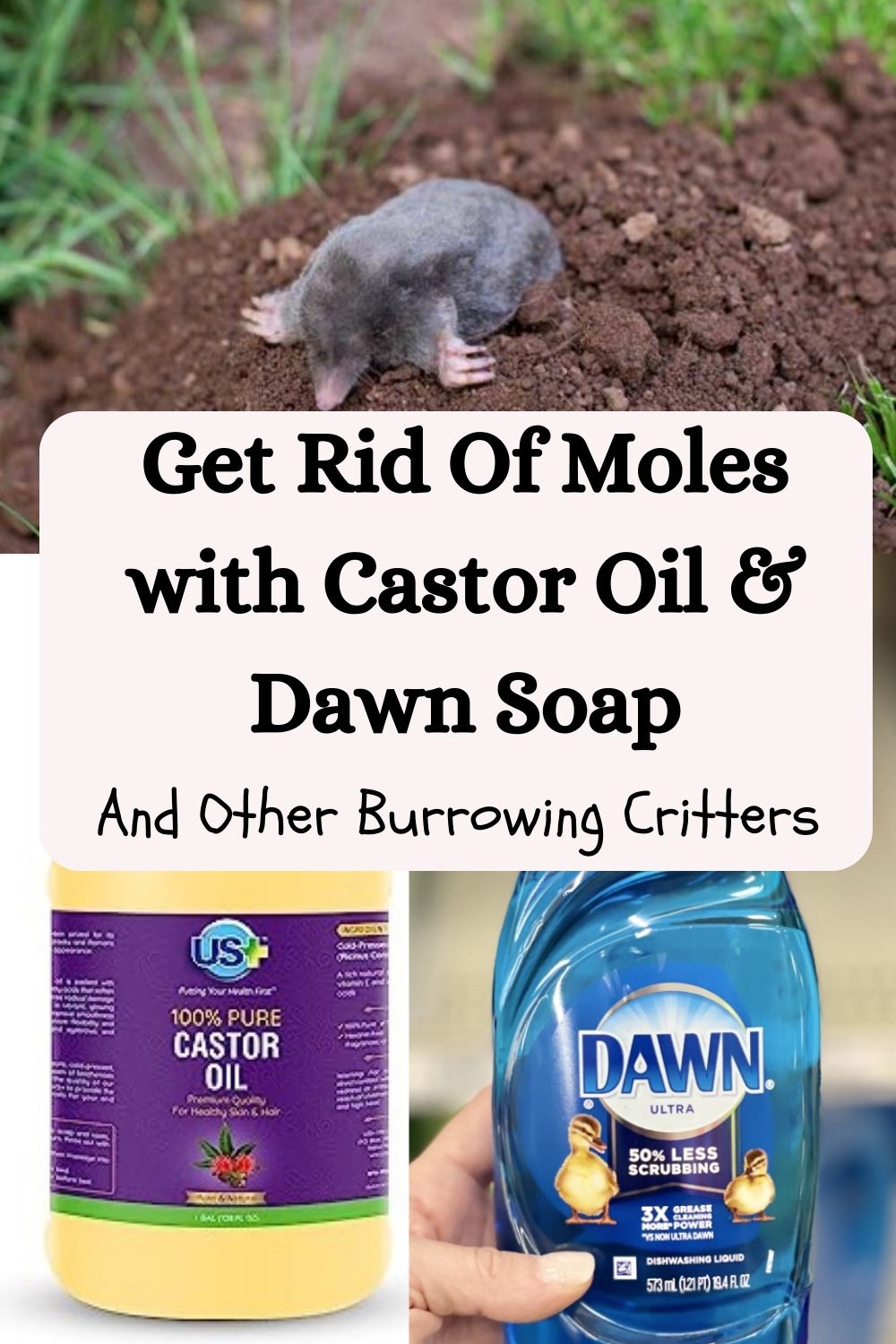 Get Rid of Moles and Other Burrowing Critters with Castor Oil