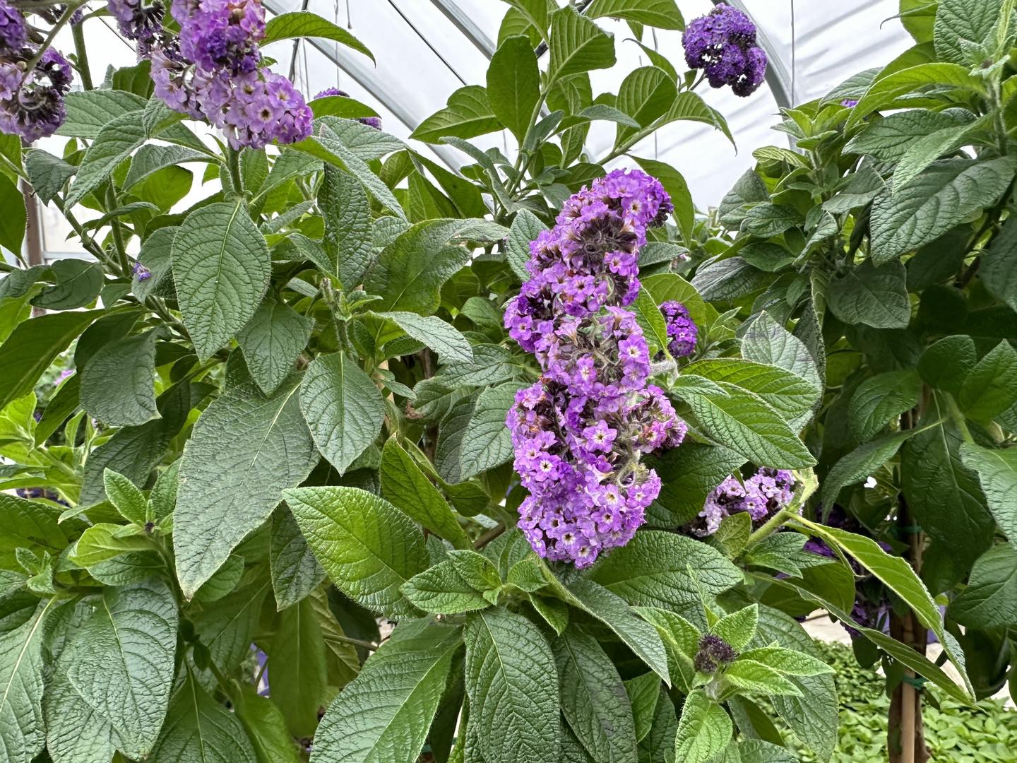 best smelling plants for outdoors