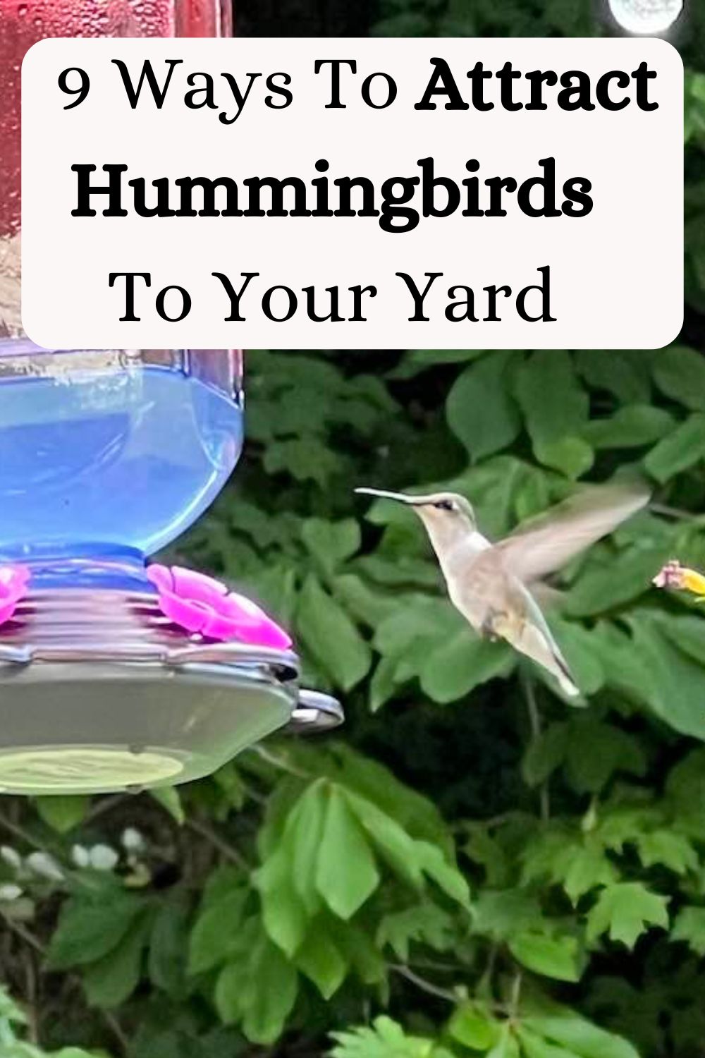 How To Attract Hummingbirds To Your Yard