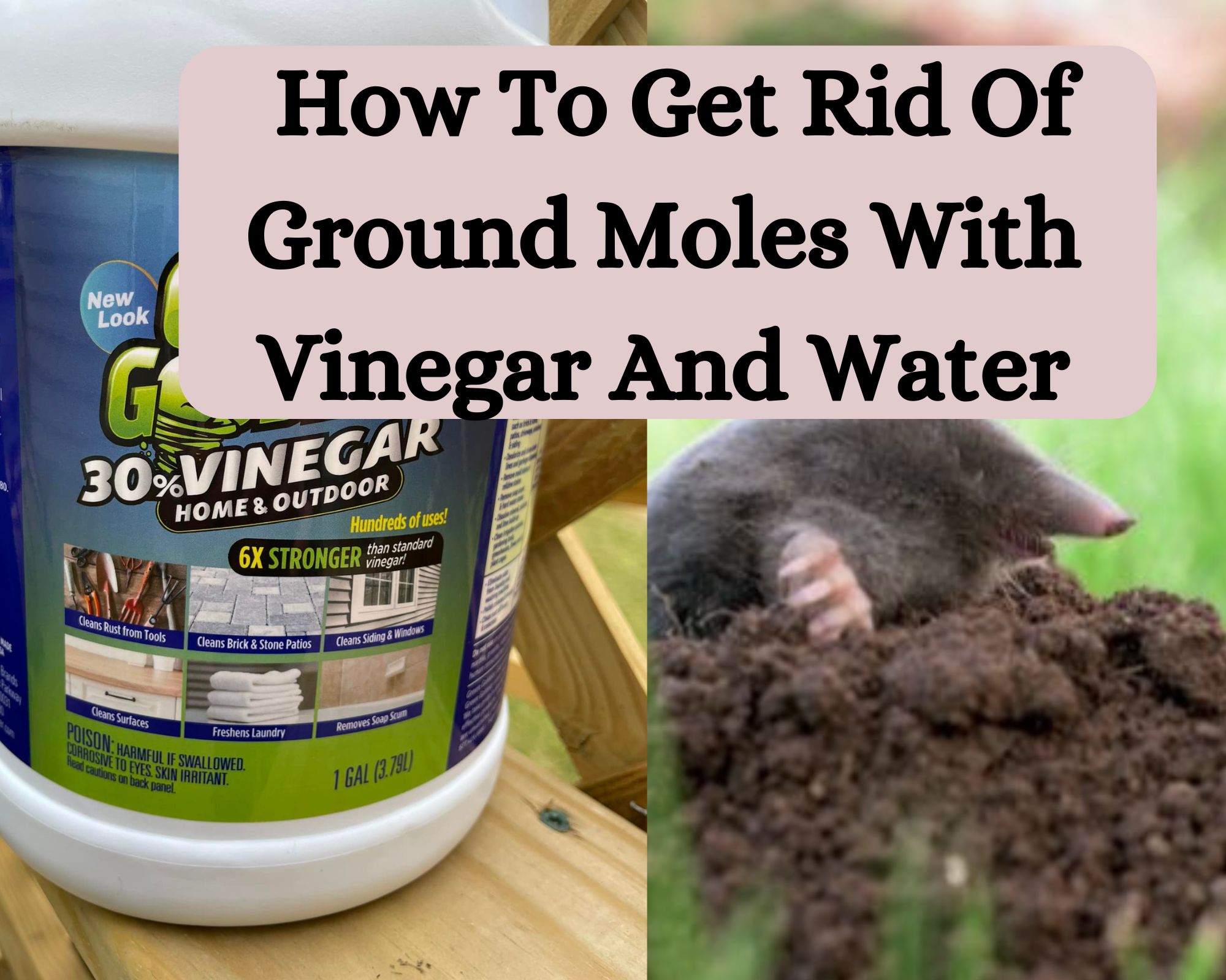 How To Get Rid Of Ground Moles With Vinegar And Water