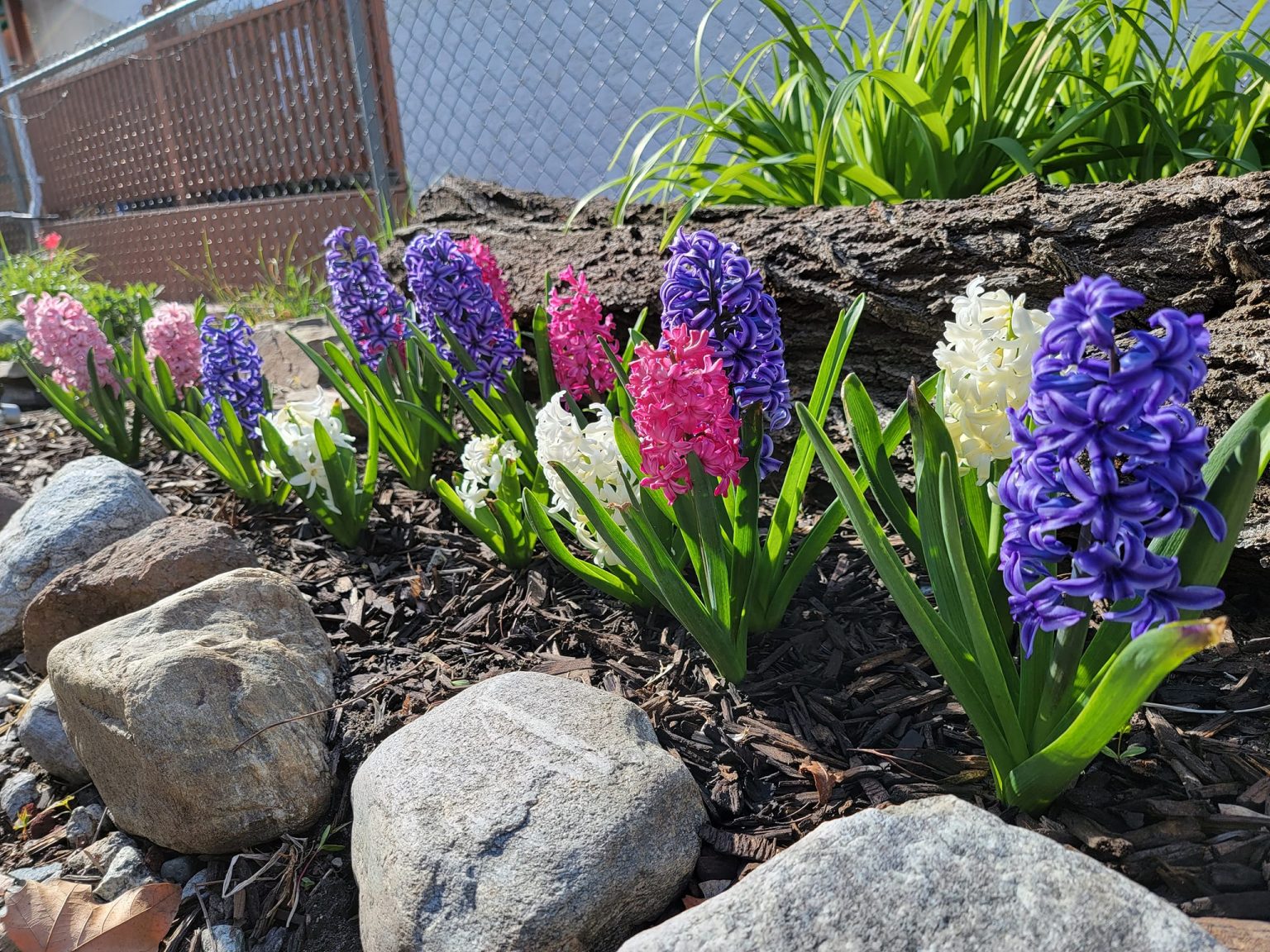 15 Plants That Make Your Yard Smell Good