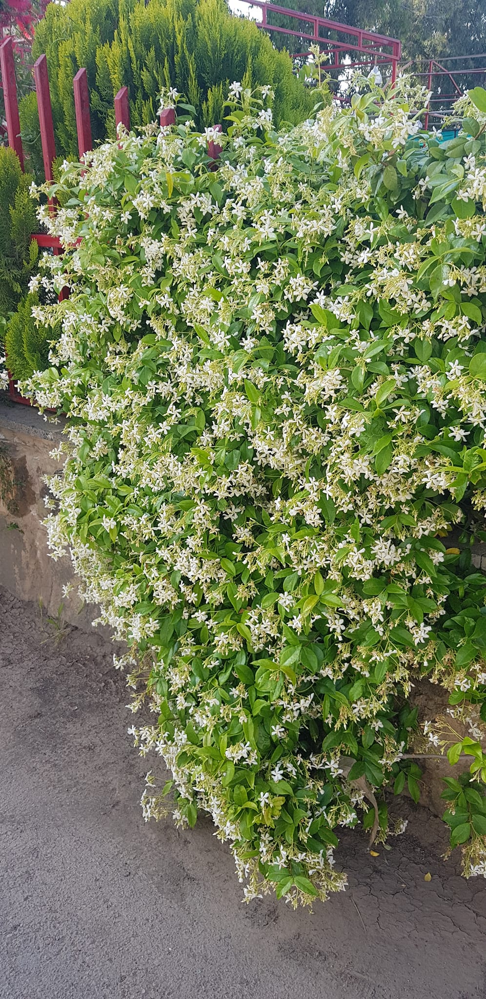 Fragrant plants list