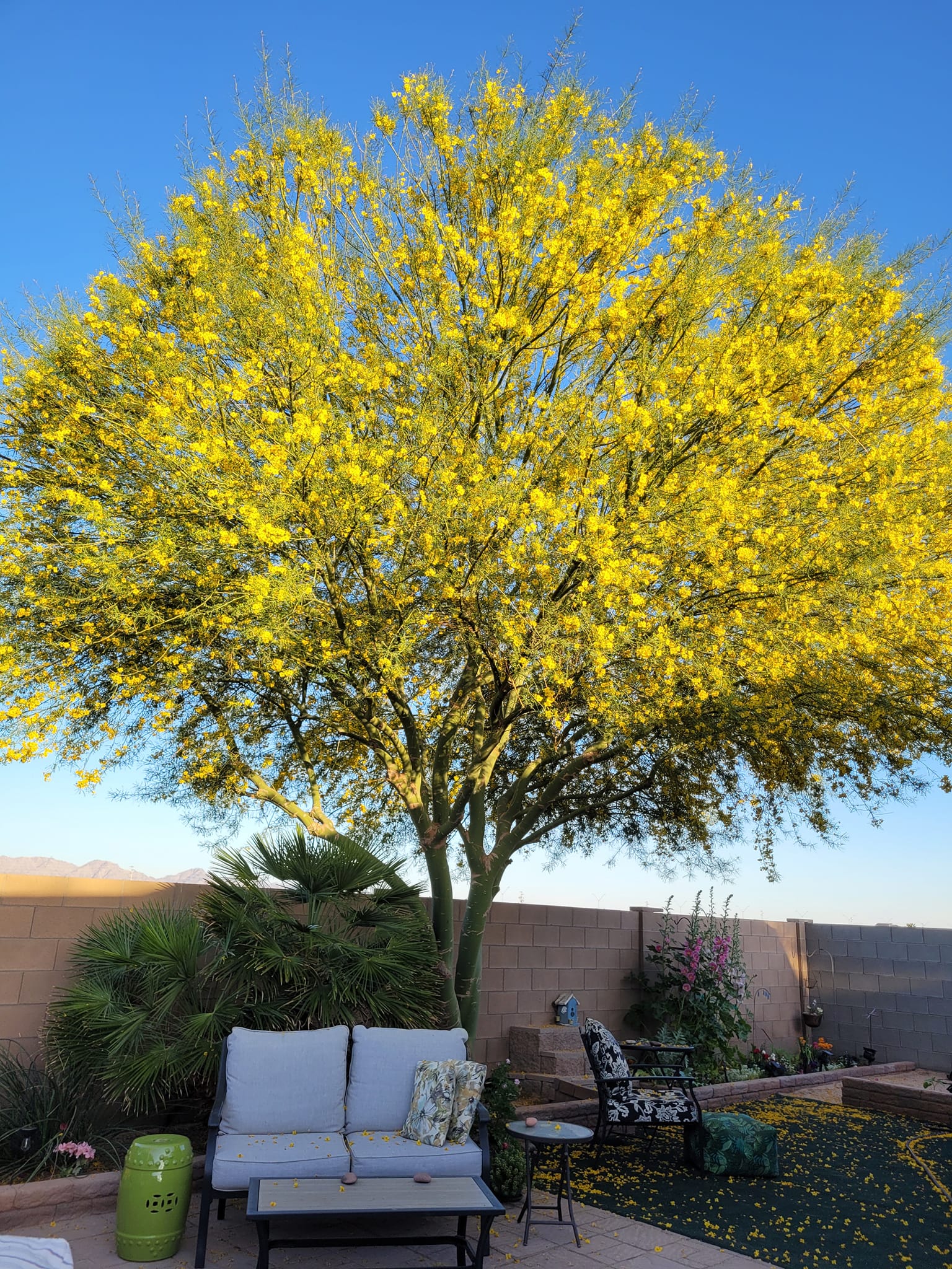 Cheap Shade Ideas For Backyard And Patio
