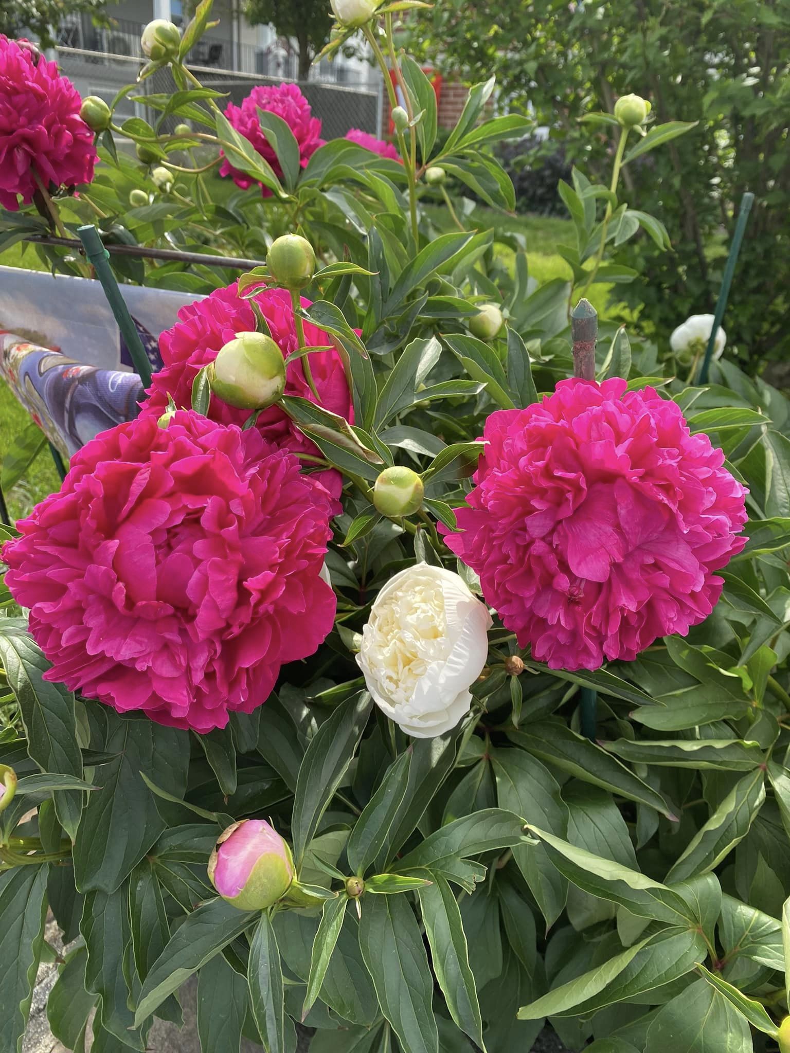 plants that make your yard smell good