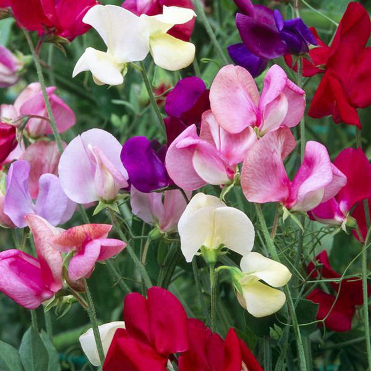 plants that make your yard smell good