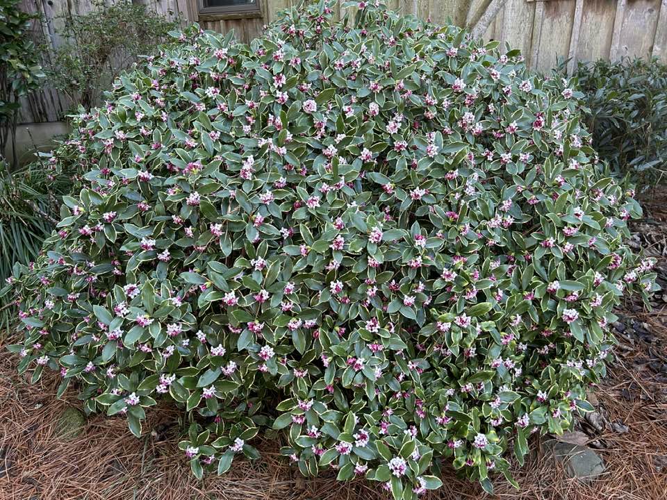 plants that make your yard smell good