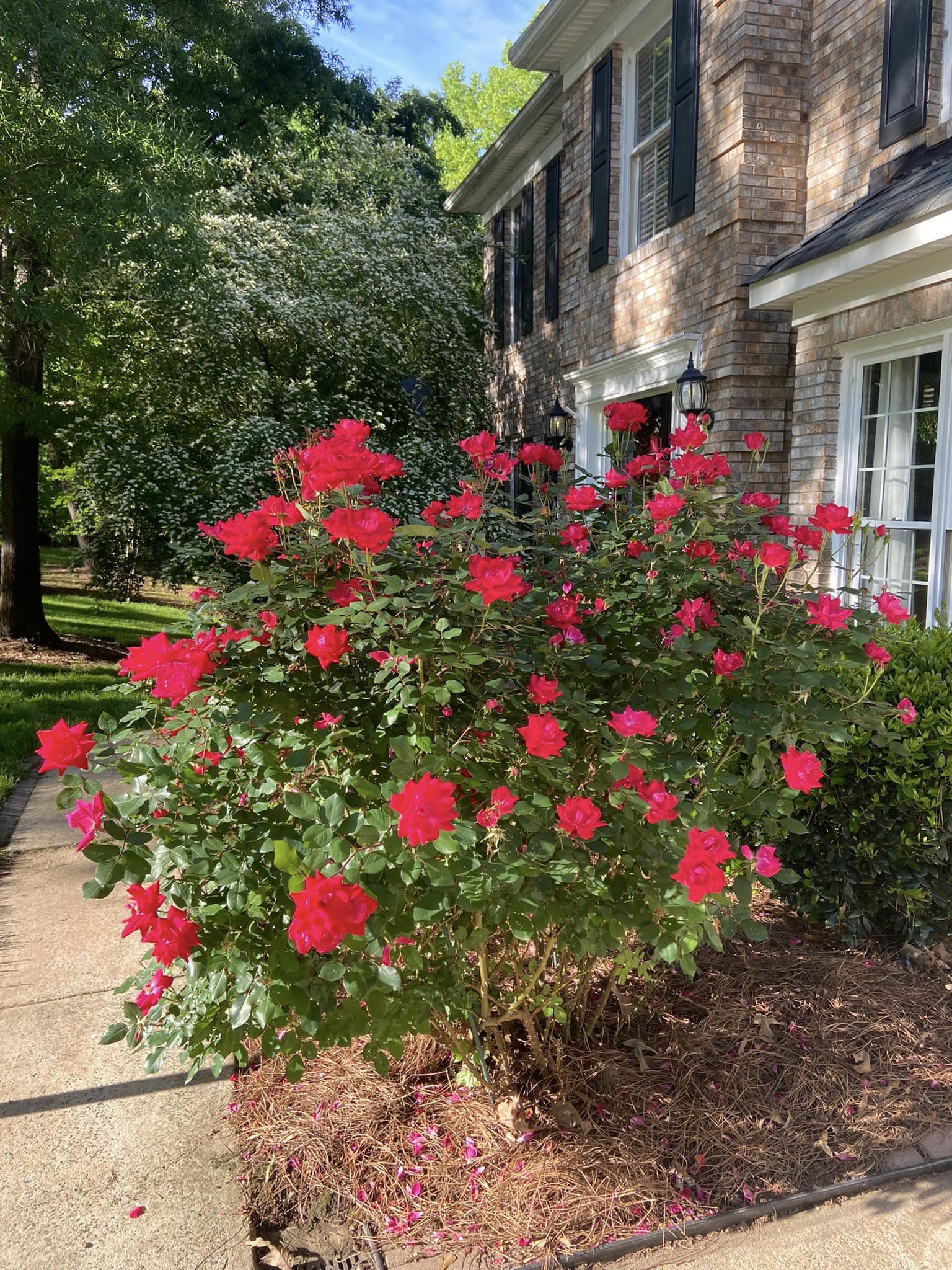 best smelling plants for outdoors