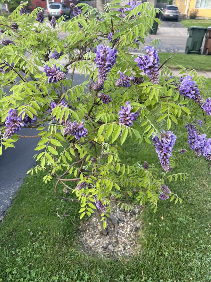 best smelling plants for outdoors