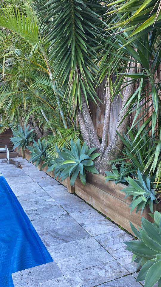 large potted plants around pool