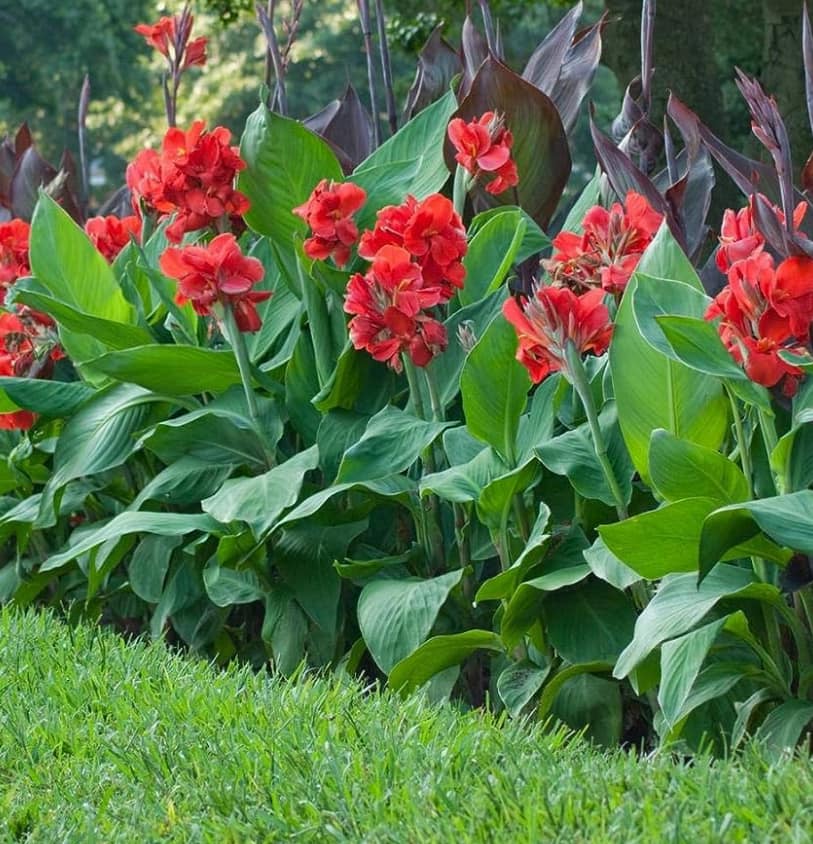low maintenance pool landscaping plants