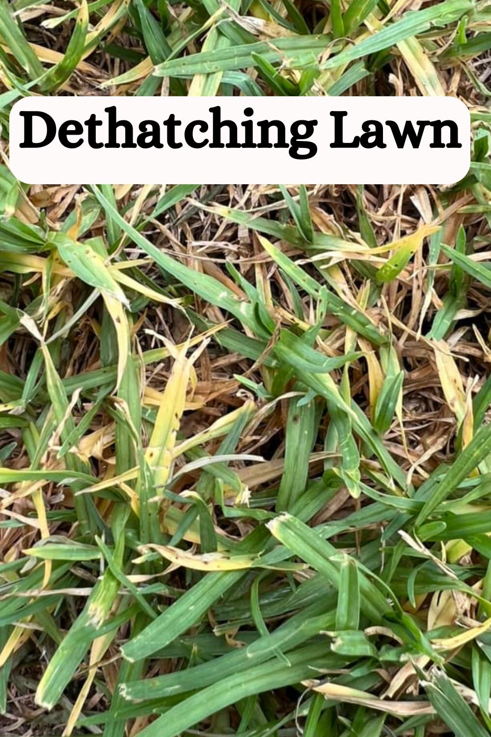 pros and cons of dethatching lawn