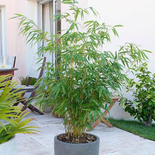 large potted plants around pool