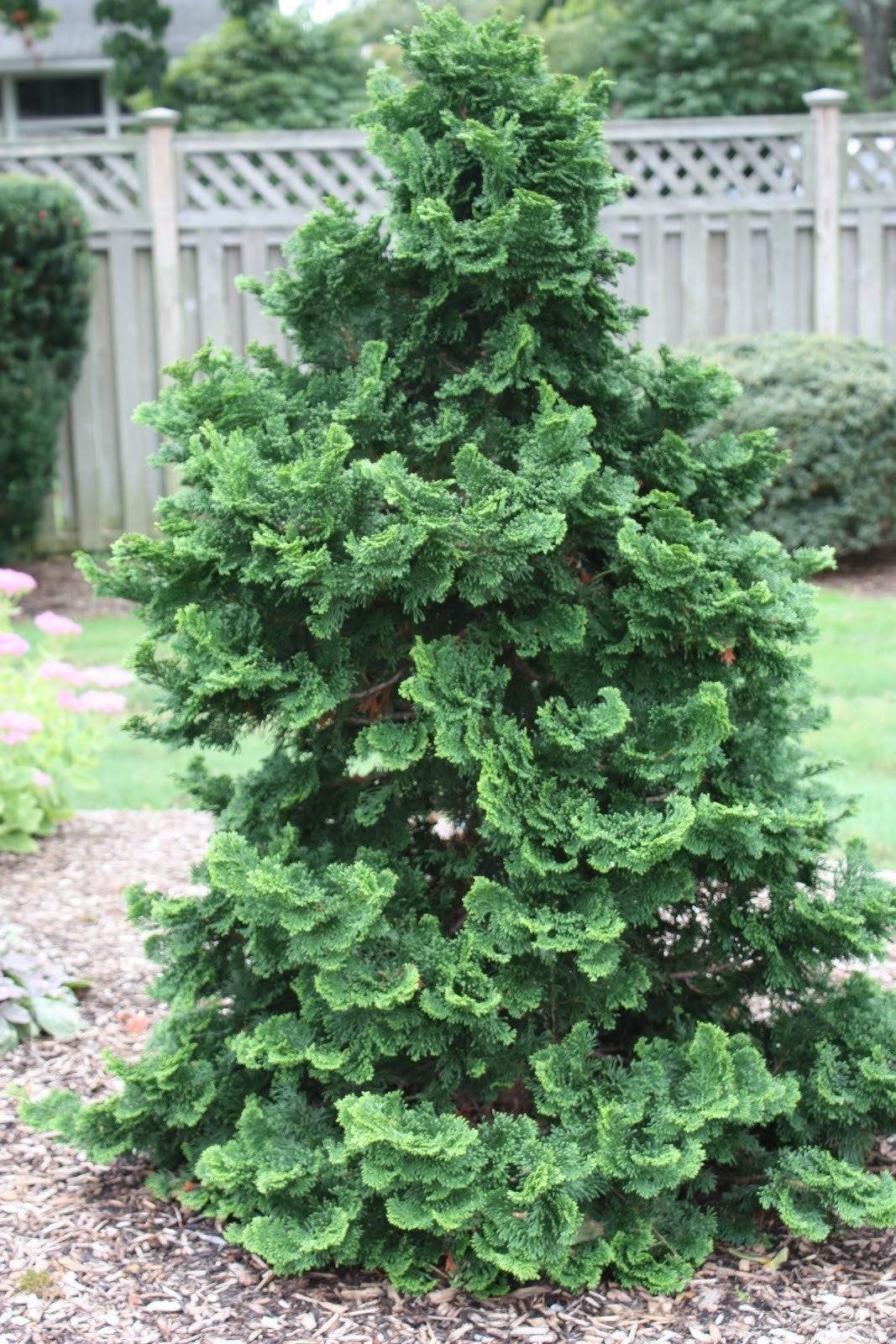 plants around pool ideas