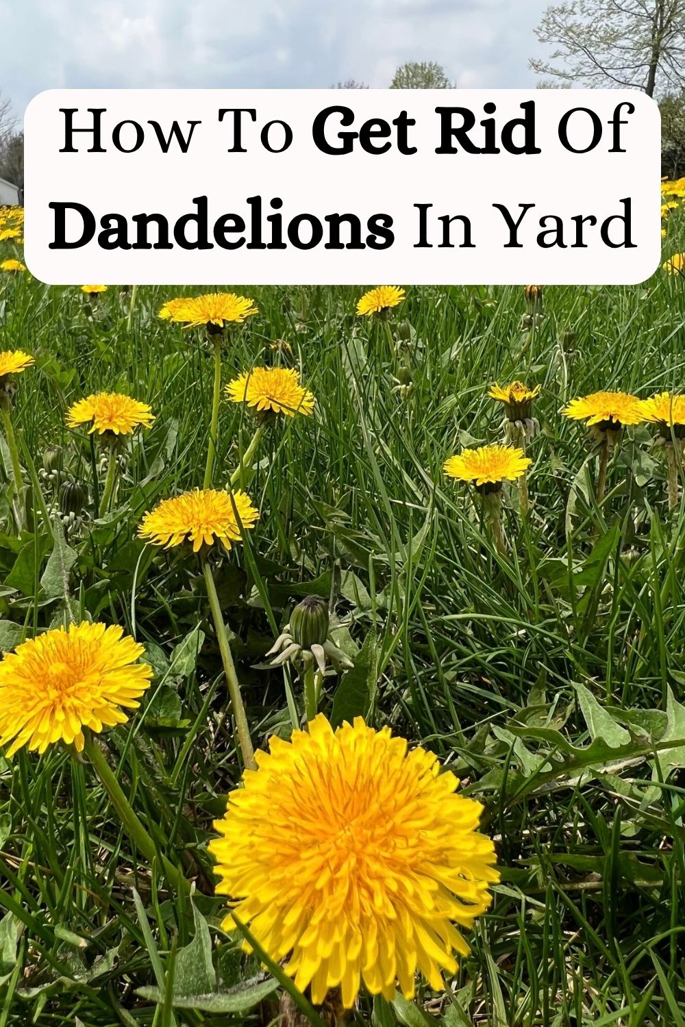 How To Get Rid Of Dandelions In Yard