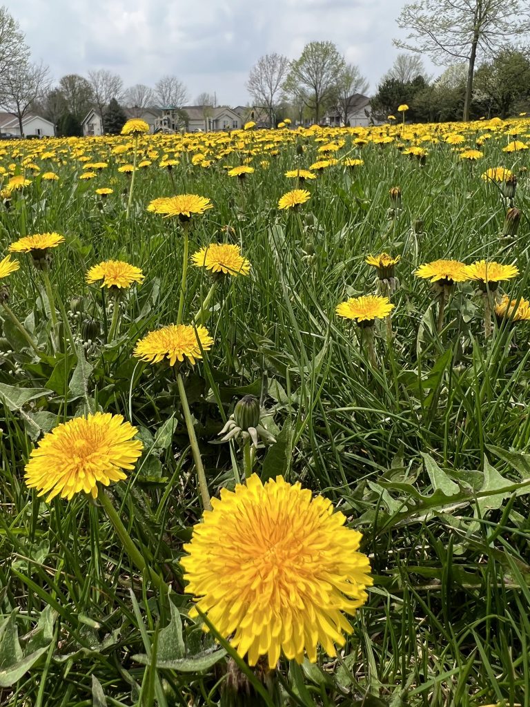 How To Get Rid Of Dandelions In Yard