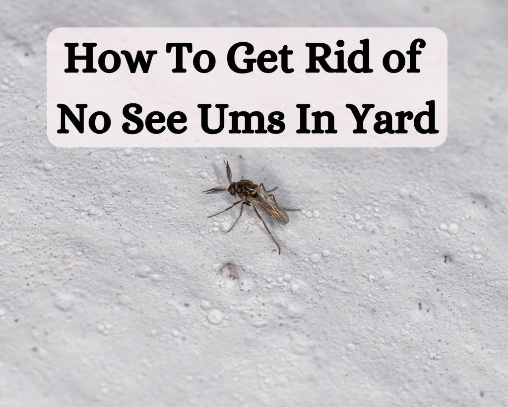 How To Get Rid of No See Ums In Yard