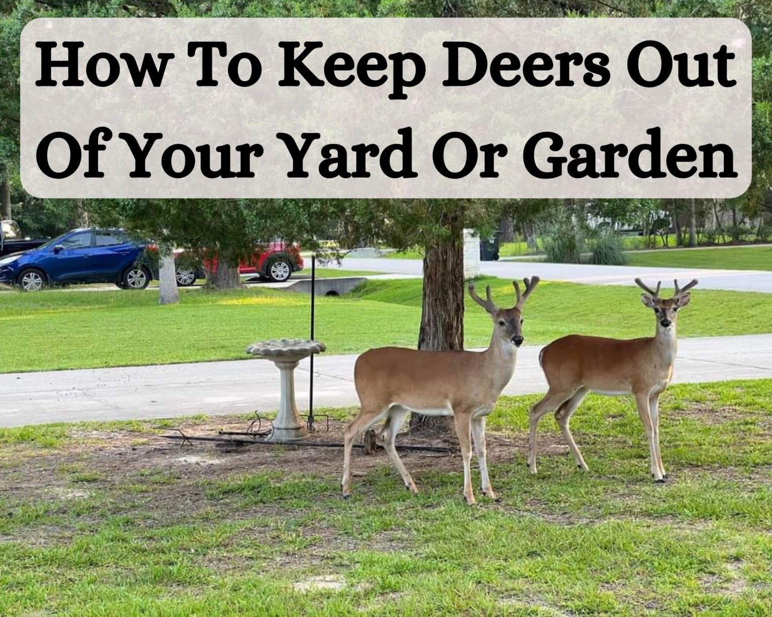 How To Keep Deer Out Of Your Yard Or Garden