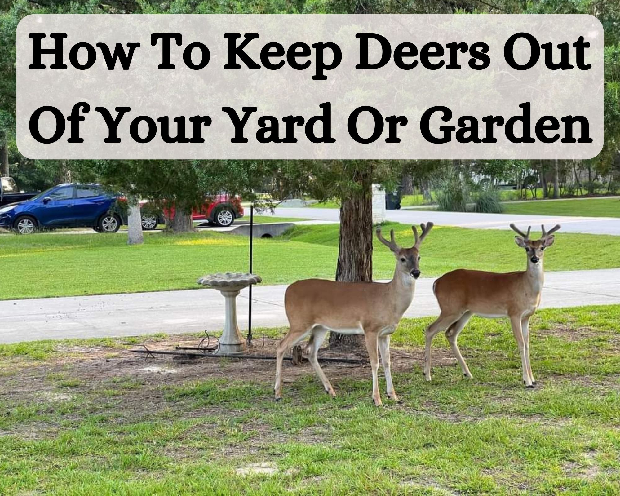 How To Keep Deers Out Of Your Yard Or Garden
