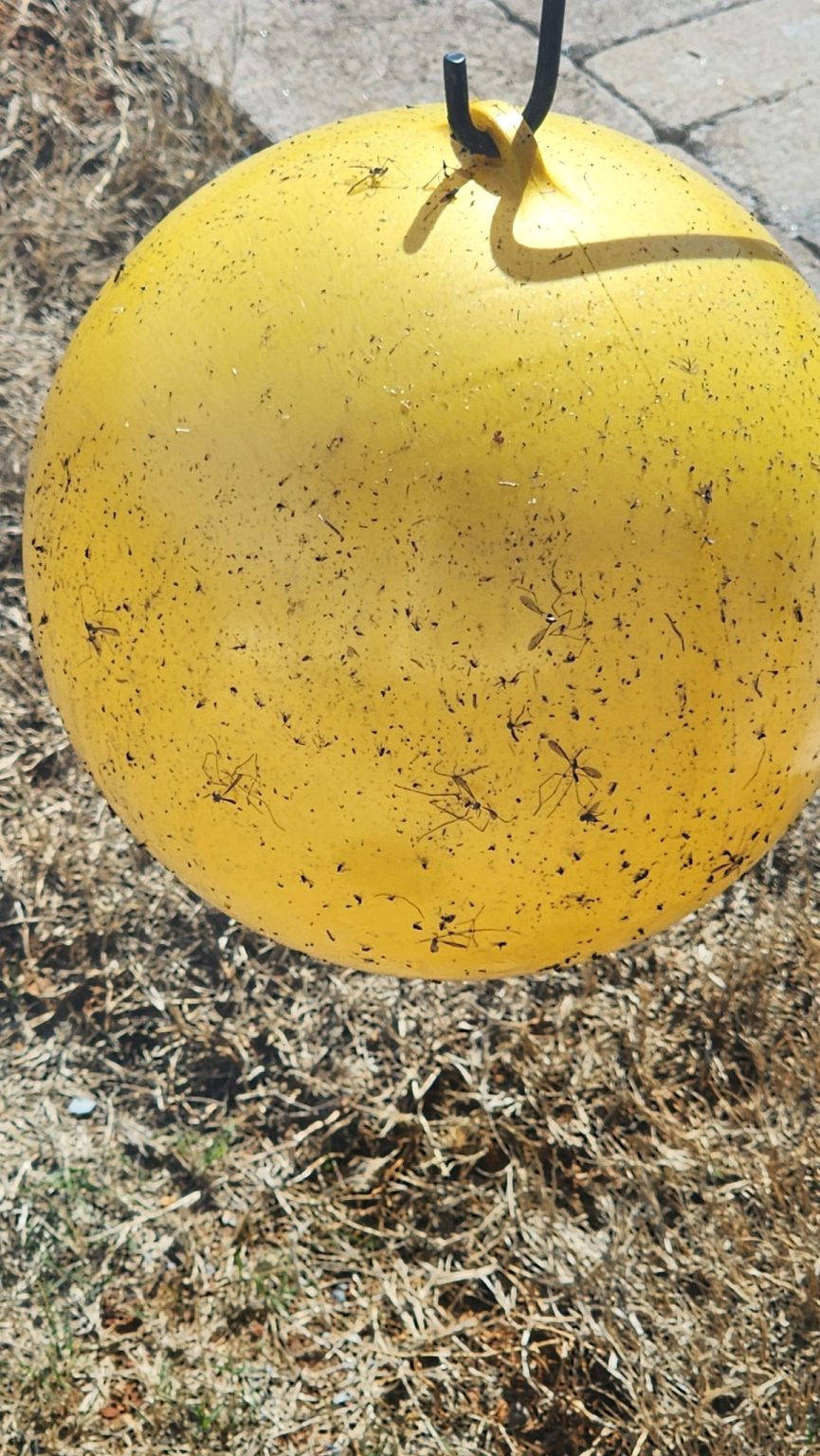 How To Get Rid of No See Ums In Yard