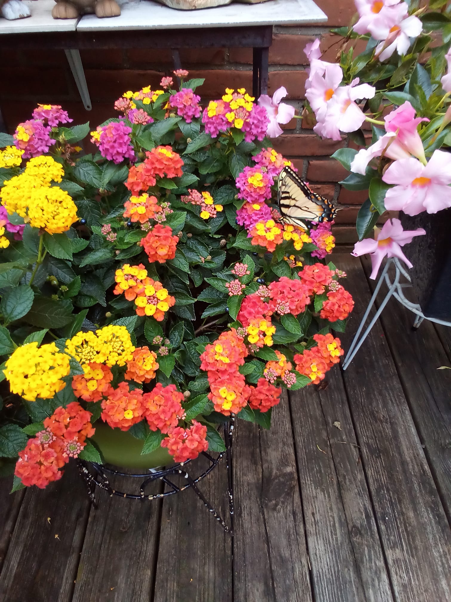 best potted plants for pool area