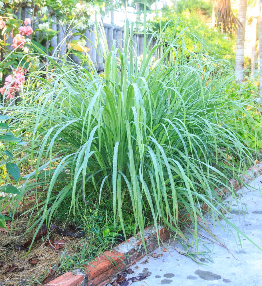 Plants for pool landscaping