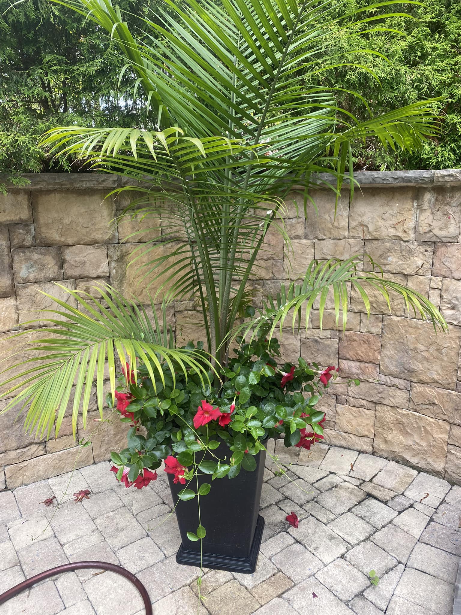best potted plants for pool area