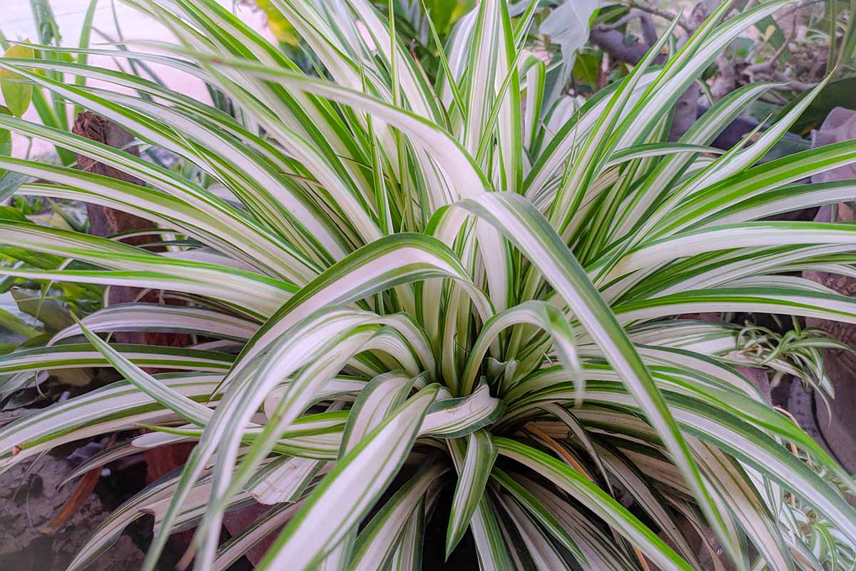 Potted plants for around the pool area