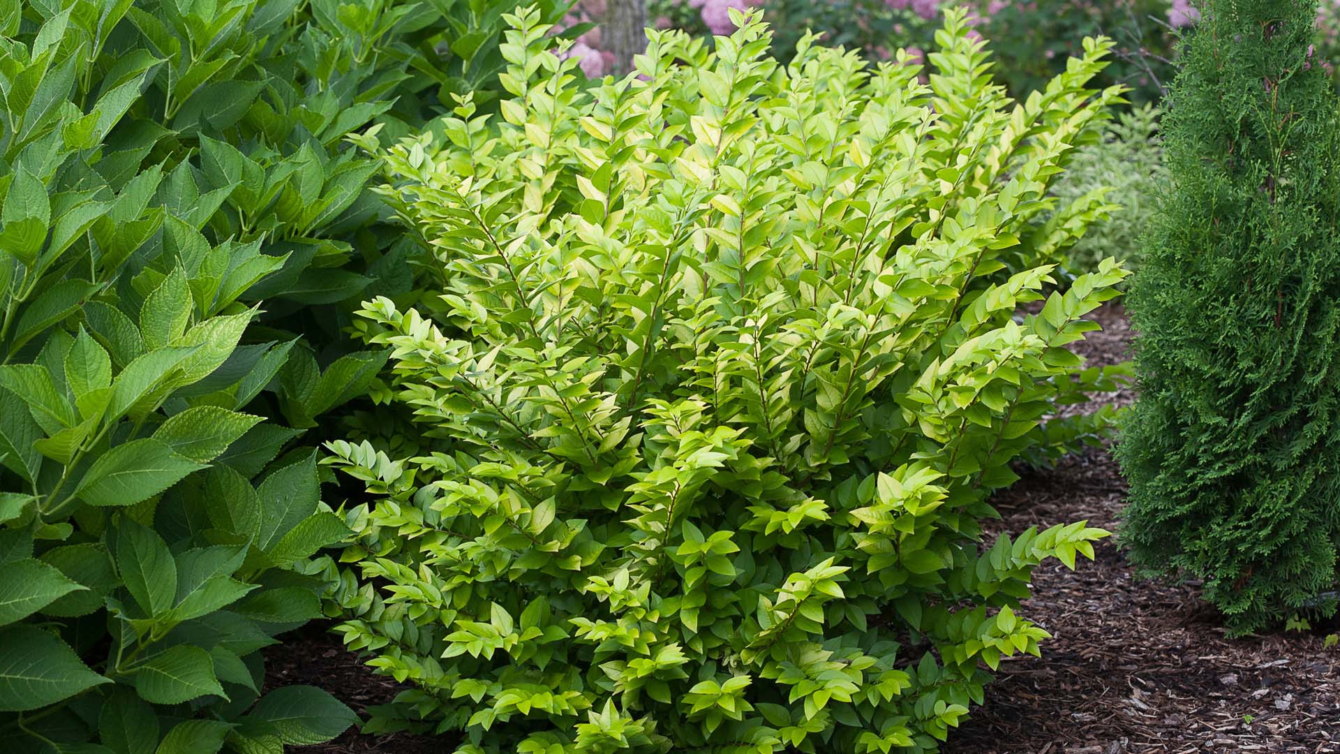 best plants for pool landscaping