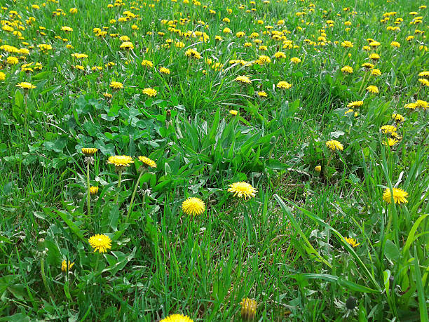 How To Get Rid Of Dandelions In Yard