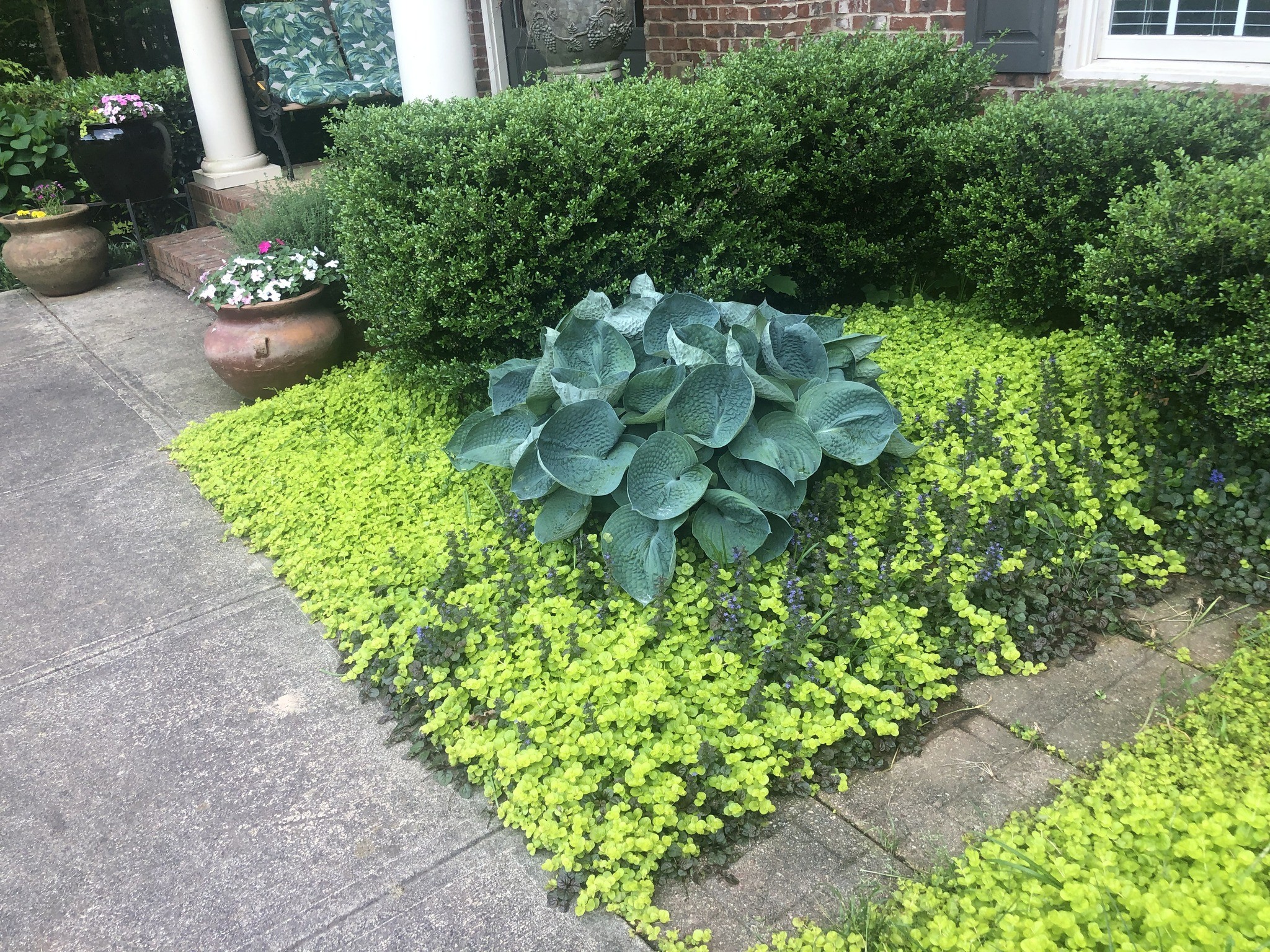 is creeping jenny a good ground cover for grass