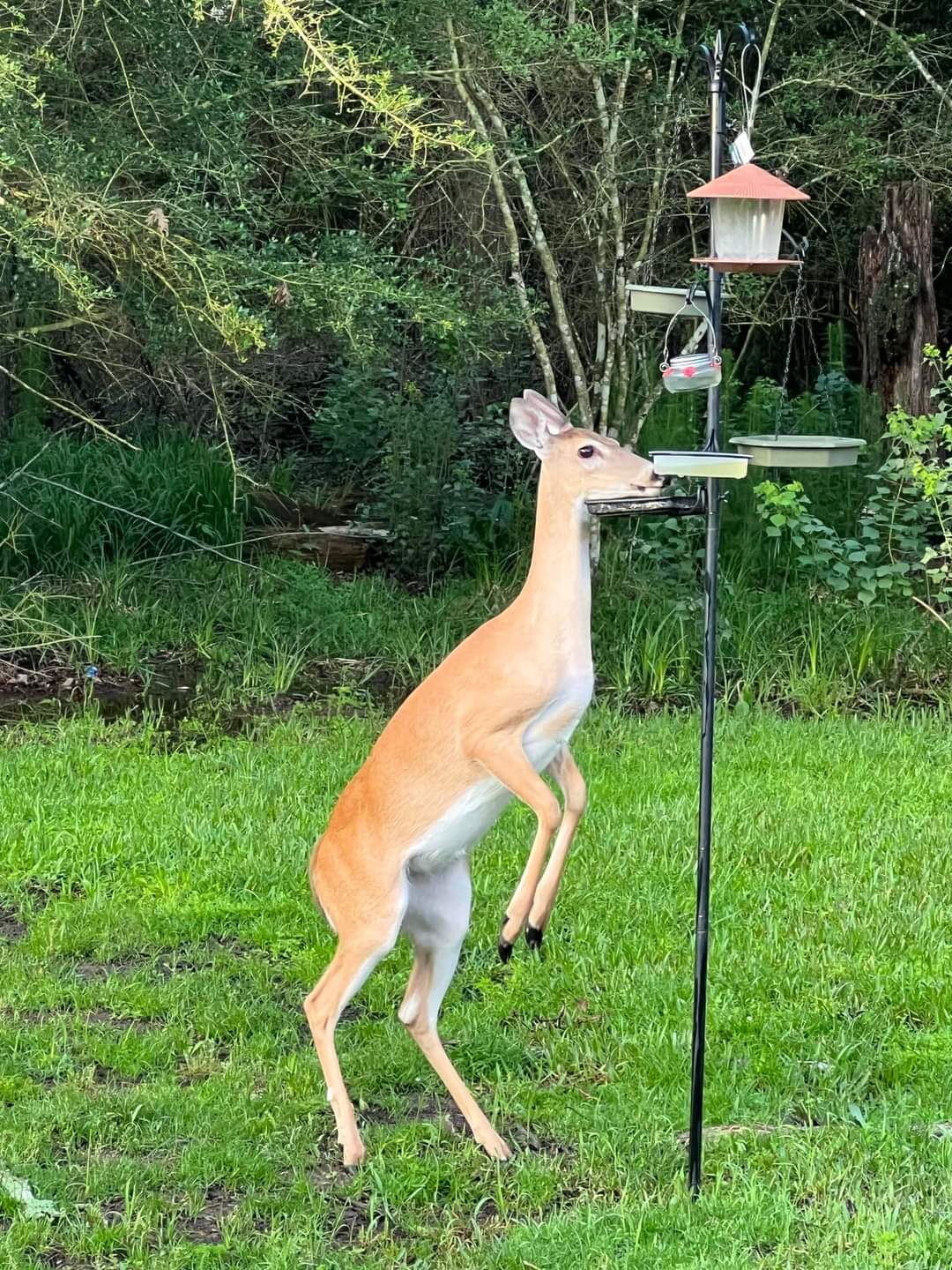 How to keep deer out of garden without fence