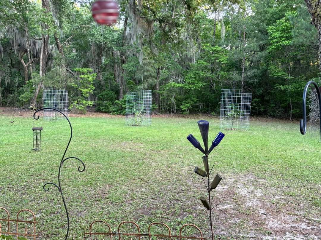 How to keep deer out of your yard or garden naturally