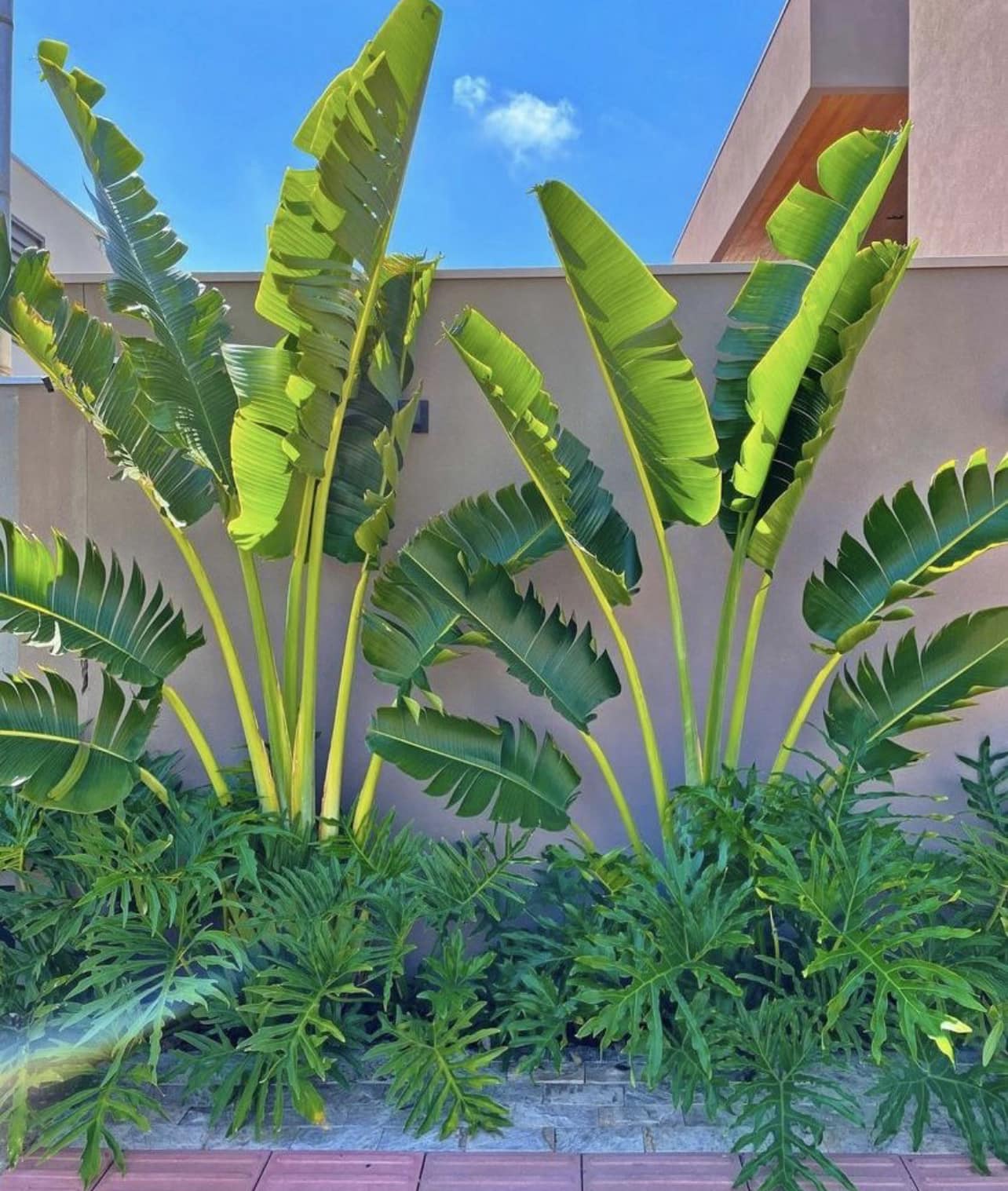 poolside plants full sun