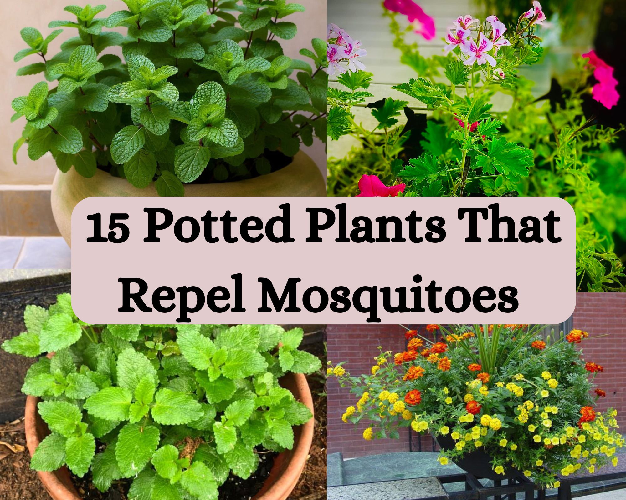  Potted Plants That Repel Mosquitoes