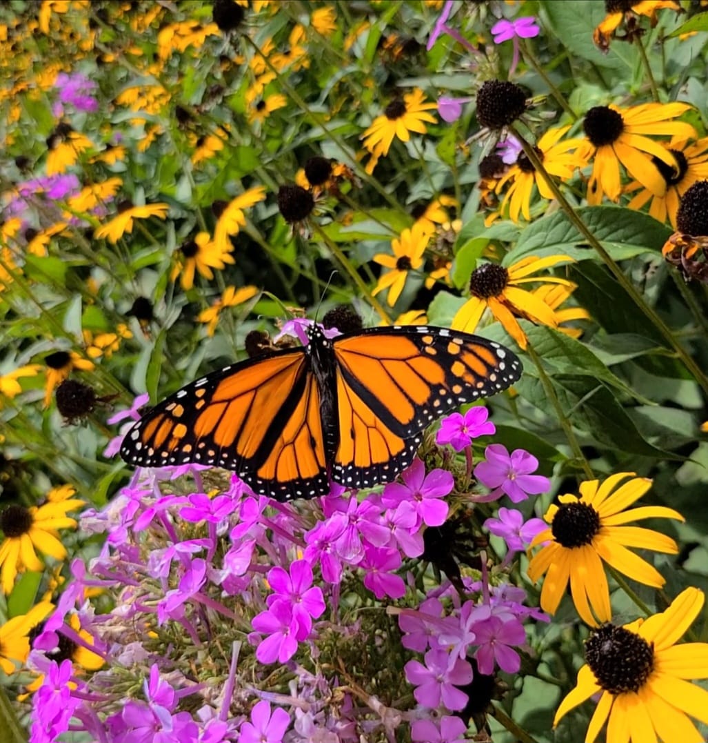simple corner garden ideas on a budget