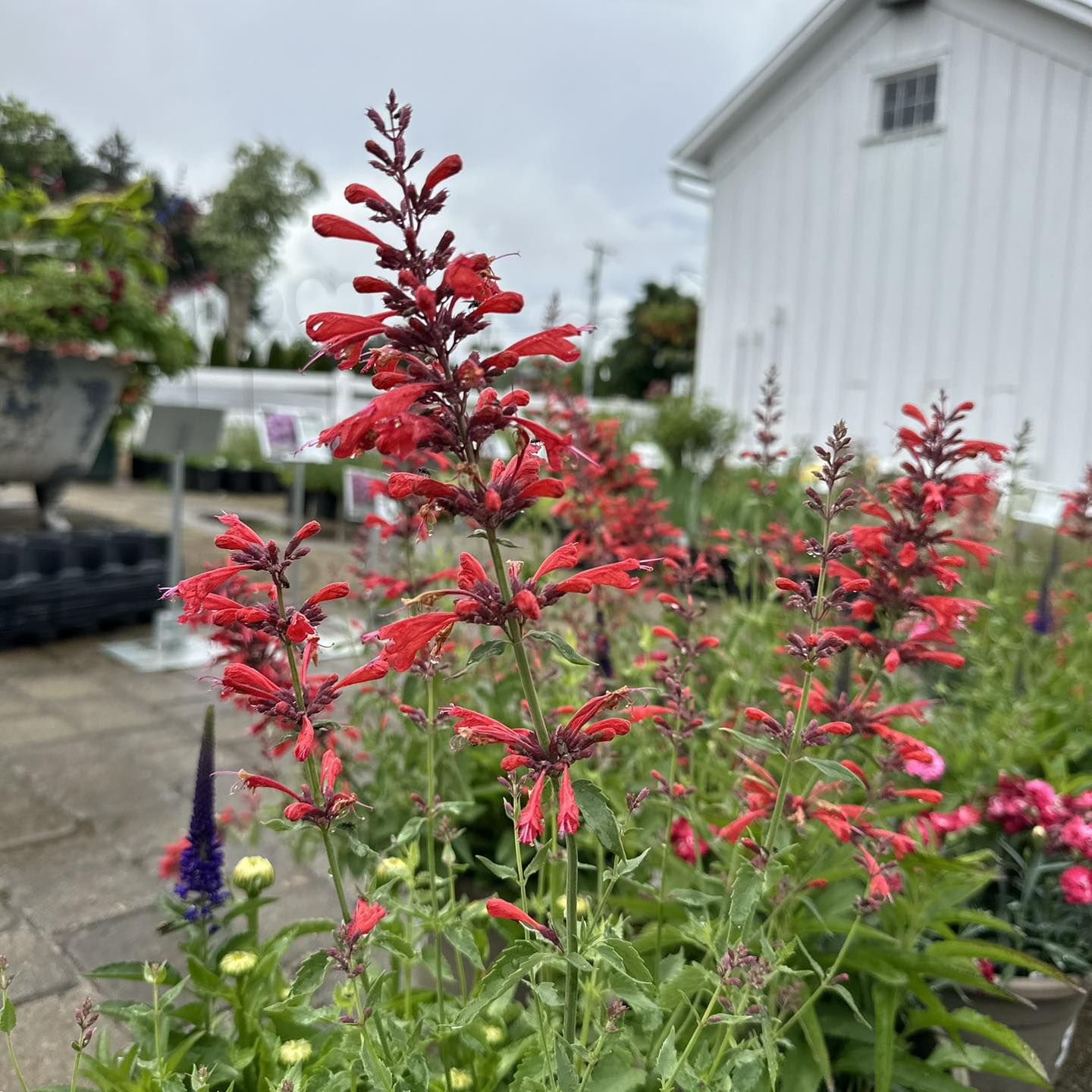 beautiful perennials for yard 