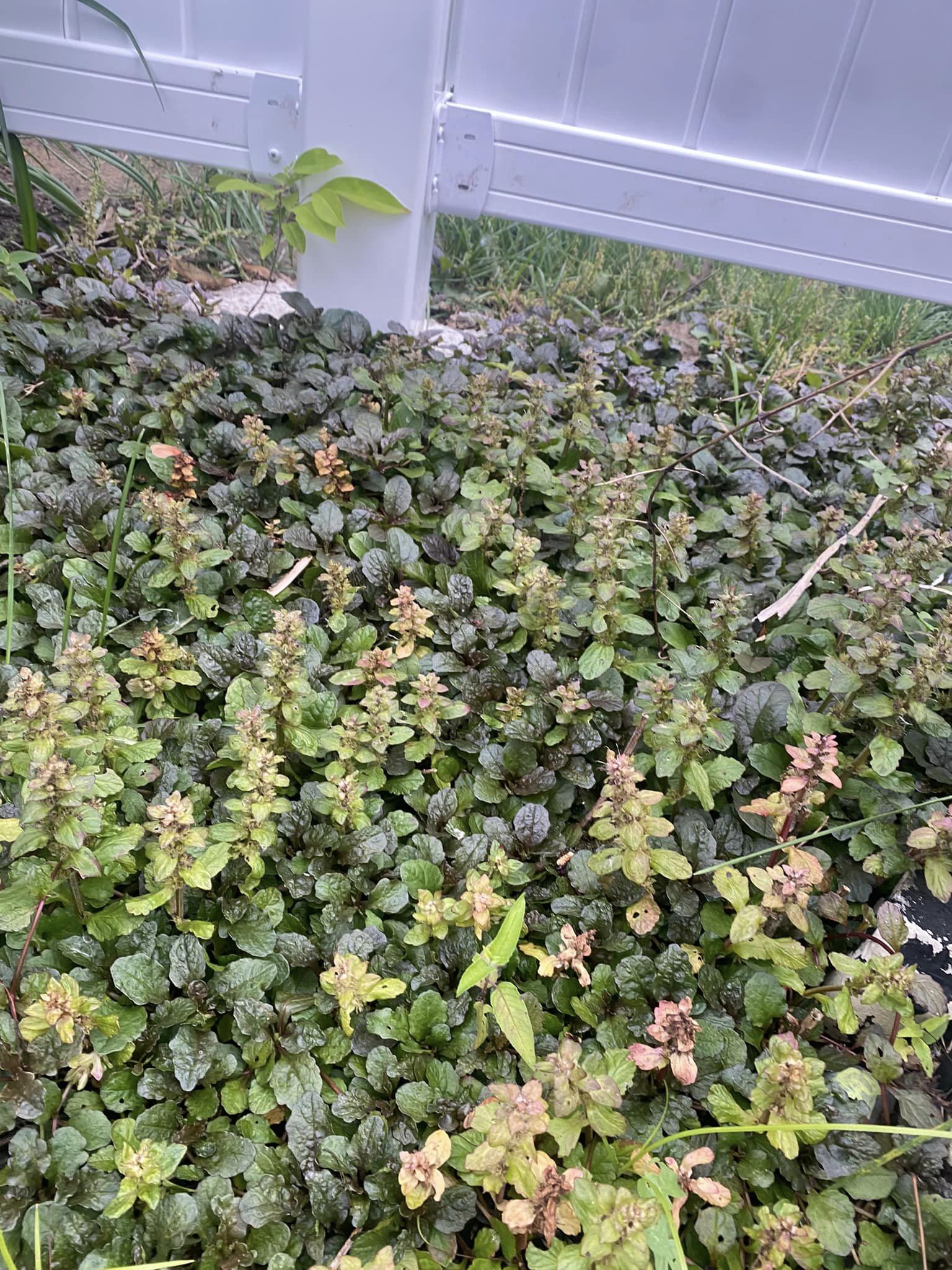 flowering ground cover for shade