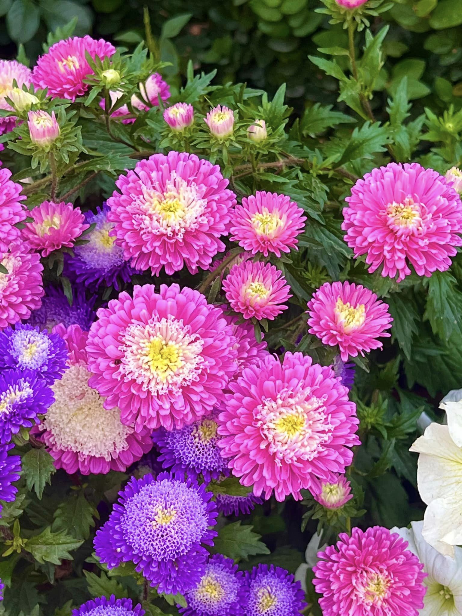 flowers that attract bees, butterflies and hummingbirds